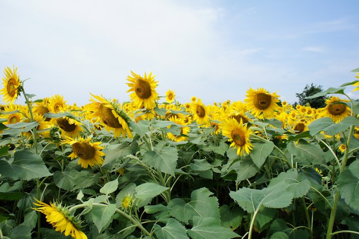 機械工学科追想雑感
